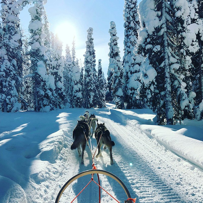 Huskies pulling a sled through snow in Sweden.